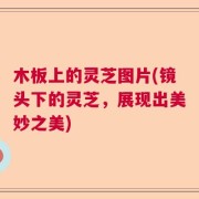 木板上的灵芝图片(镜头下的灵芝，展现出美妙之美)