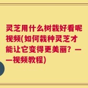 灵芝用什么树栽好看呢视频(如何栽种灵芝才能让它变得更美丽？——视频教程)