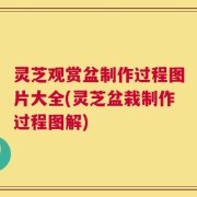 灵芝观赏盆制作过程图片大全(灵芝盆栽制作过程图解)