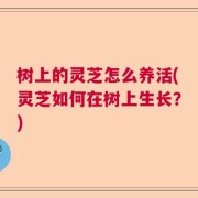 树上的灵芝怎么养活(灵芝如何在树上生长？)
