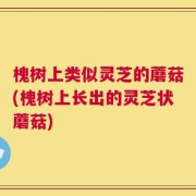 槐树上类似灵芝的蘑菇(槐树上长出的灵芝状蘑菇)