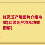 红灵芝产地图片介绍功效(红灵芝产地及功效图解)