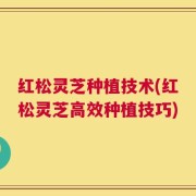 红松灵芝种植技术(红松灵芝高效种植技巧)