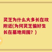灵芝为什么大多长在坟附近(为何灵芝偏好生长在墓地周围？)