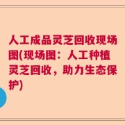 人工成品灵芝回收现场图(现场图：人工种植灵芝回收，助力生态保护)