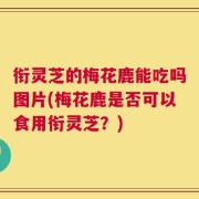 衔灵芝的梅花鹿能吃吗图片(梅花鹿是否可以食用衔灵芝？)
