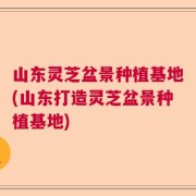 山东灵芝盆景种植基地(山东打造灵芝盆景种植基地)