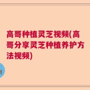 高哥种植灵芝视频(高哥分享灵芝种植养护方法视频)