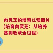 肉灵芝的培育过程图片(培育肉灵芝：从培养基到收成全过程)