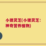 小狸灵芝(小狸灵芝：神奇营养植物)