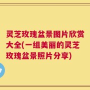 灵芝玫瑰盆景图片欣赏大全(一组美丽的灵芝玫瑰盆景照片分享)