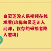 白灵芝没人采视频在线观看(珍稀白灵芝无人问津，仅存的采摘者陷入窘境)