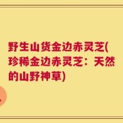 野生山货金边赤灵芝(珍稀金边赤灵芝：天然的山野神草)