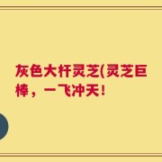 灰色大杆灵芝(灵芝巨棒，一飞冲天！