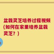 盆栽灵芝培养过程视频(如何在家里培养盆栽灵芝？)
