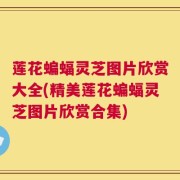 莲花蝙蝠灵芝图片欣赏大全(精美莲花蝙蝠灵芝图片欣赏合集)