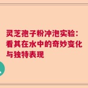 灵芝孢子粉冲泡实验：看其在水中的奇妙变化与独特表现