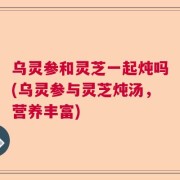 乌灵参和灵芝一起炖吗(乌灵参与灵芝炖汤，营养丰富)