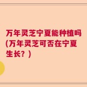 万年灵芝宁夏能种植吗(万年灵芝可否在宁夏生长？)
