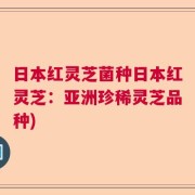 日本红灵芝菌种日本红灵芝：亚洲珍稀灵芝品种)