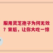 服用灵芝孢子为何无效？背后，让你大吃一惊