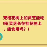 死桂花树上的灵芝能吃吗(灵芝长在桂花树上，能食用吗？)