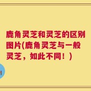 鹿角灵芝和灵芝的区别图片(鹿角灵芝与一般灵芝，如此不同！)