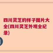 四川灵芝的样子图片大全(四川灵芝外观全纪录)