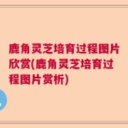 鹿角灵芝培育过程图片欣赏(鹿角灵芝培育过程图片赏析)