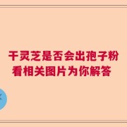 干灵芝是否会出孢子粉 看相关图片为你解答