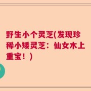 野生小个灵芝(发现珍稀小矮灵芝:仙女木上重宝!)