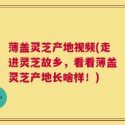 薄盖灵芝产地视频(走进灵芝故乡，看看薄盖灵芝产地长啥样！)