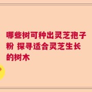 哪些树可种出灵芝孢子粉 探寻适合灵芝生长的树木