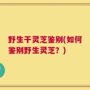 野生干灵芝鉴别(如何鉴别野生灵芝？)