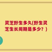 灵芝野生多久(野生灵芝生长周期是多少？)