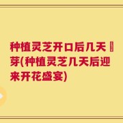 种植灵芝开口后几天岀芽(种植灵芝几天后迎来开花盛宴)