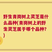 野生青岗树上灵芝是什么品种(青岗树上的野生灵芝属于哪个品种？)