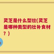 灵芝是什么型壮(灵芝是哪种类型的壮补食材？)