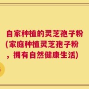 自家种植的灵芝孢子粉(家庭种植灵芝孢子粉，拥有自然健康生活)