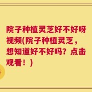 院子种植灵芝好不好呀视频(院子种植灵芝，想知道好不好吗？点击观看！)