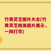 竹黄灵芝图片大全(竹黄灵芝精美图片展示，一网打尽)