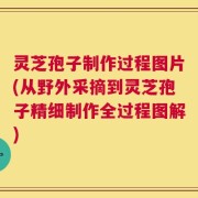 灵芝孢子制作过程图片(从野外采摘到灵芝孢子精细制作全过程图解)