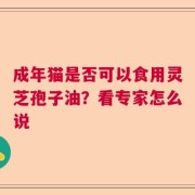 成年猫是否可以食用灵芝孢子油？看专家怎么说