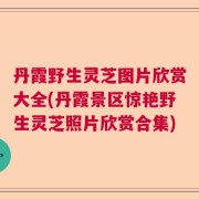 丹霞野生灵芝图片欣赏大全(丹霞景区惊艳野生灵芝照片欣赏合集)