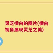 灵芝横向的图片(横向视角展现灵芝之美)