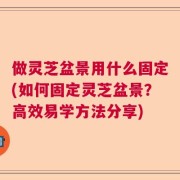 做灵芝盆景用什么固定(如何固定灵芝盆景？高效易学方法分享)