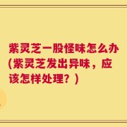 紫灵芝一股怪味怎么办(紫灵芝发出异味，应该怎样处理？)