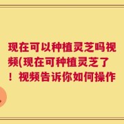 现在可以种植灵芝吗视频(现在可种植灵芝了！视频告诉你如何操作