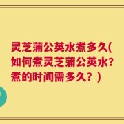 灵芝蒲公英水煮多久(如何煮灵芝蒲公英水？煮的时间需多久？)