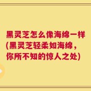 黑灵芝怎么像海绵一样(黑灵芝轻柔如海绵，你所不知的惊人之处)